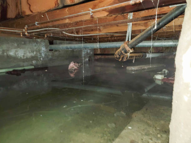 Best Water damage restoration mold remediation  in Newell, WV